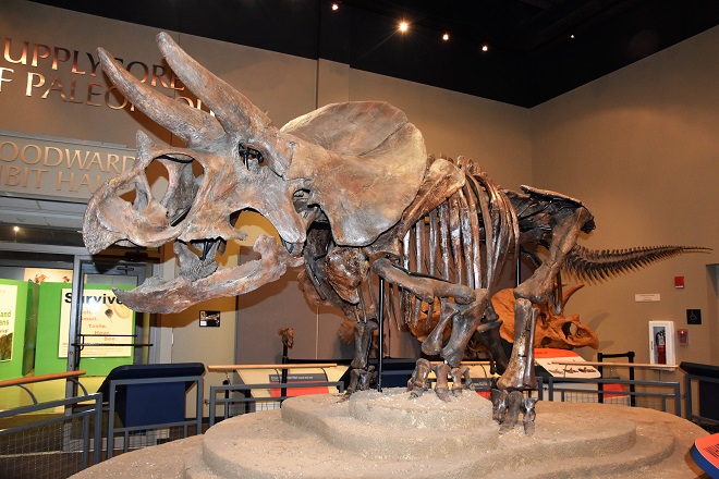 What to See at the Burpee Natural History Museum in Rockford, IL.